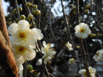 180311_ume3.jpg