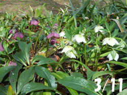 180405_helleborus1.jpg