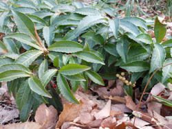 180419_manryo1.jpg