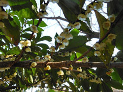 180425_hisakaki.jpg