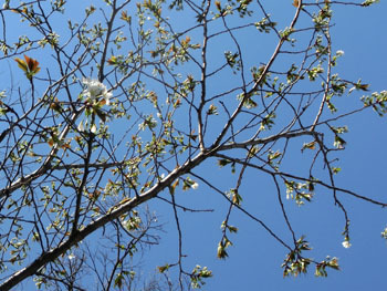 180425_osima_z1.jpg