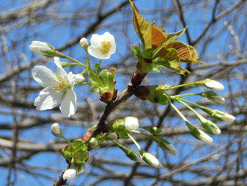 180425_osima_z2.jpg