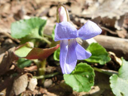 180425_tatitubo_s1.jpg