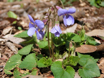 180425_tatitubo_s3.jpg