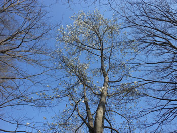 180425_zokibayasi.jpg