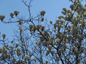 180428_h_mokuren1.jpg