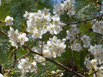 180428_osima_z3.jpg