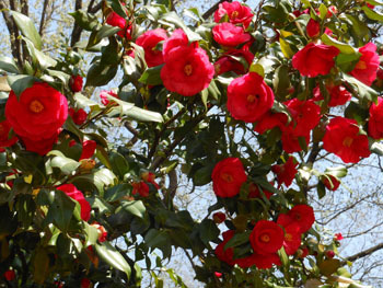 180519_tubaki1.jpg