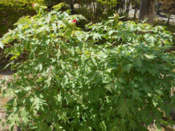 180616_botan2.jpg