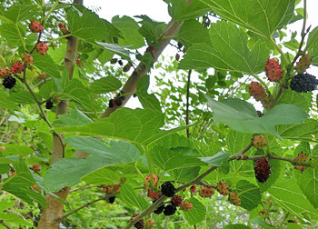 180724_kuwa1.jpg