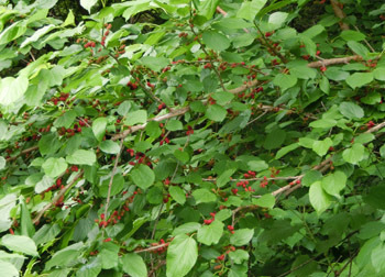 180724_kuwa3.jpg