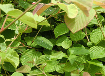 180829_tosa_m1.jpg