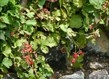 180831_ike2.jpg