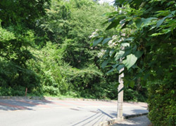 180930_kusagi1.jpg
