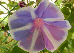181009_asagao2.jpg