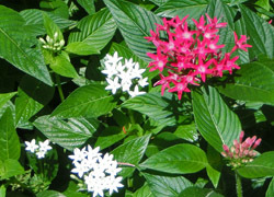 181009_pentas1.jpg