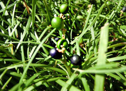 181116_h_yaburan.jpg