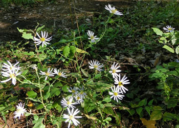 181116_nokon_g1.jpg