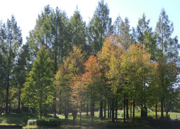 181116_park7.jpg