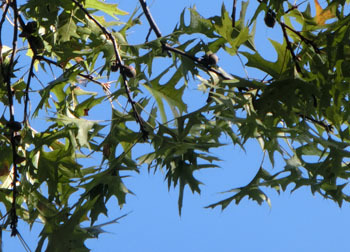 181116_pin_oak1.jpg