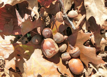 181116_pin_oak4.jpg