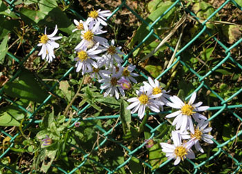 181118_nokon_g1.jpg