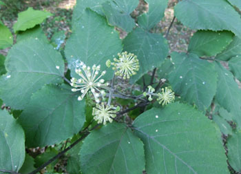 181120_udo1.jpg