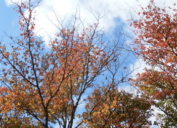 181204_mizuki1.jpg