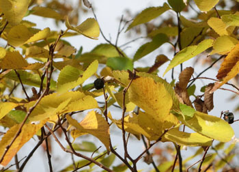 181204_mukunoki.jpg