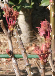 190314_botan.jpg