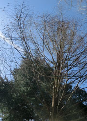 190314_metasequoia1.jpg