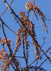 190314_metasequoia3.jpg