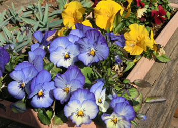 190314_pansy1.jpg