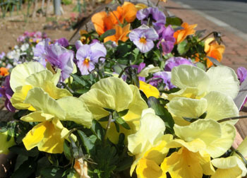 190314_pansy2.jpg
