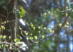 190503_egonoki.jpg
