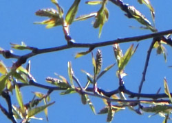 190503_uwamizu_z4.jpg