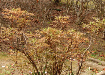 190505_botan1.jpg