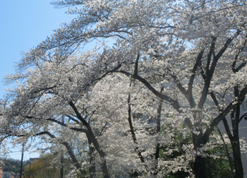 190602_sakura05.jpg