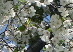 190602_sakura08.jpg