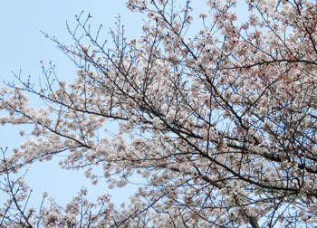 190603_sakura1.jpg