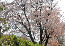 190603_sakura2.jpg