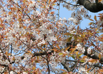 190603_sakura5.jpg