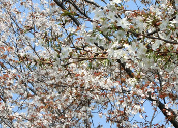190603_sakura6.jpg