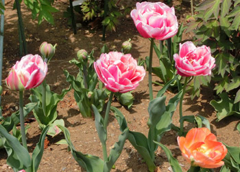 190603_tulip2.jpg