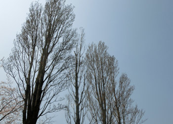 190604_poplar1.jpg