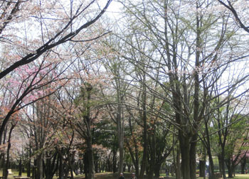 190604_sakura4.jpg