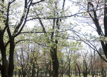 190604_sakura5.jpg