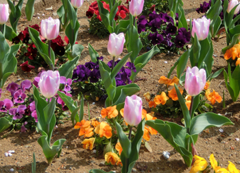 190604_tulip2.jpg