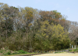 190609_kasen_jiki04.jpg