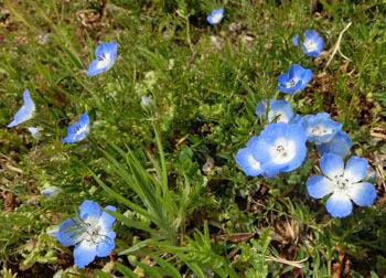190609_nemophila1.jpg